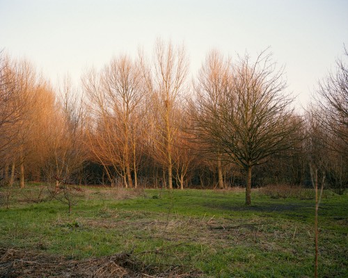 The Wick Wood