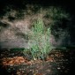 Steven_Barritt_Nocturnes_06.jpg